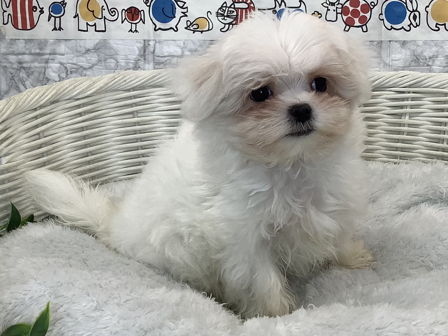 奈良県のハーフ (マルエスペット いかるが店/2025年9月18日生まれ/男の子/ホワイト)の子犬の2枚目の画像
