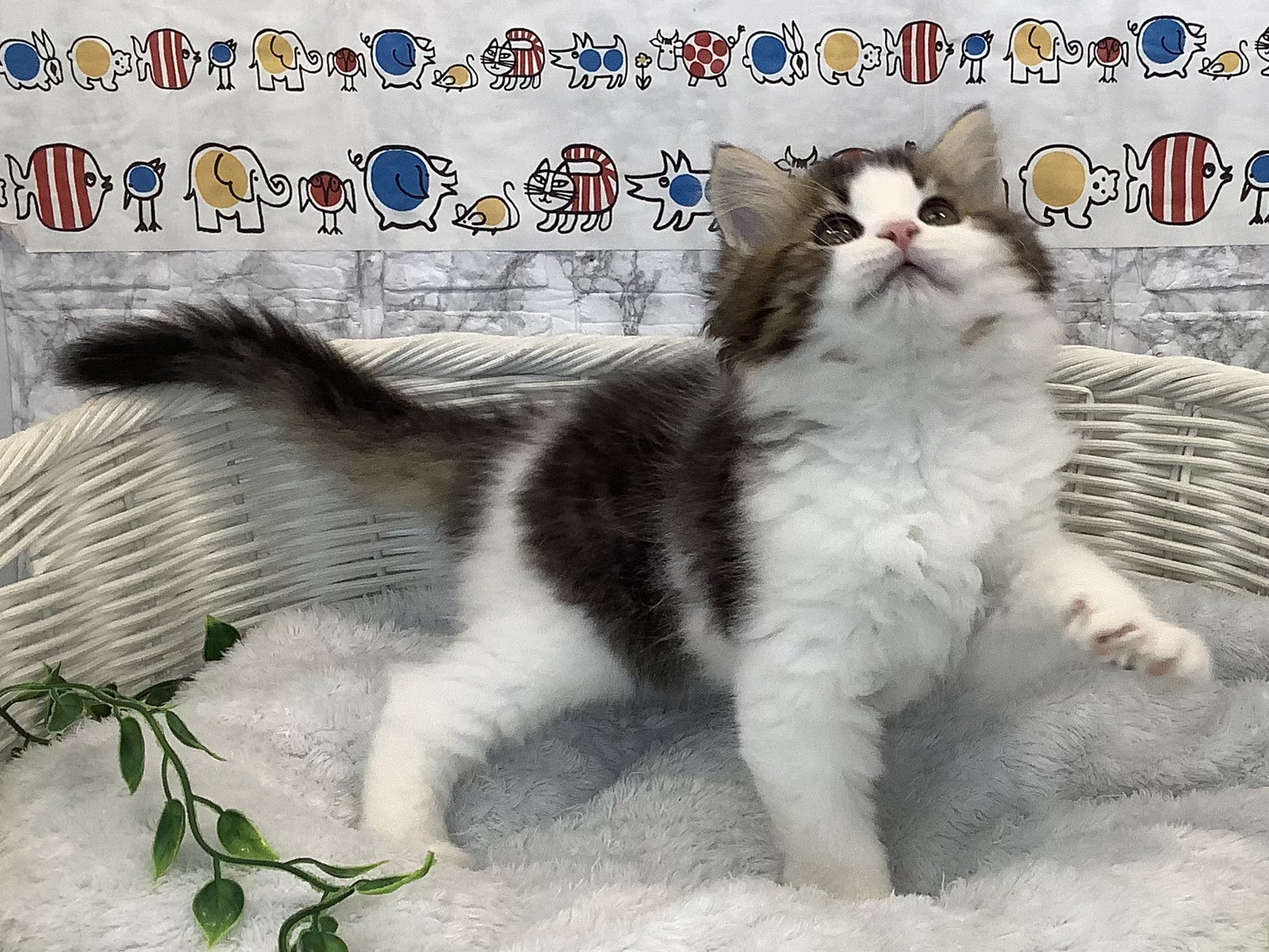 静岡県のラガマフィン (マルエスペットホームアシスト店/2025年9月13日生まれ/男の子/ブラウンタビーホワイト)の子猫の2枚目の画像