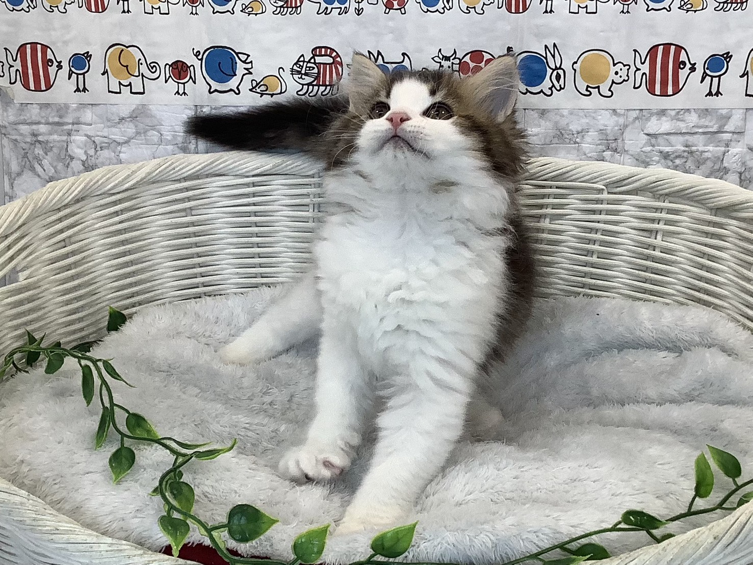 静岡県のラガマフィン (マルエスペットホームアシスト店/2025年9月13日生まれ/男の子/ブラウンタビーホワイト)の子猫の1枚目の画像