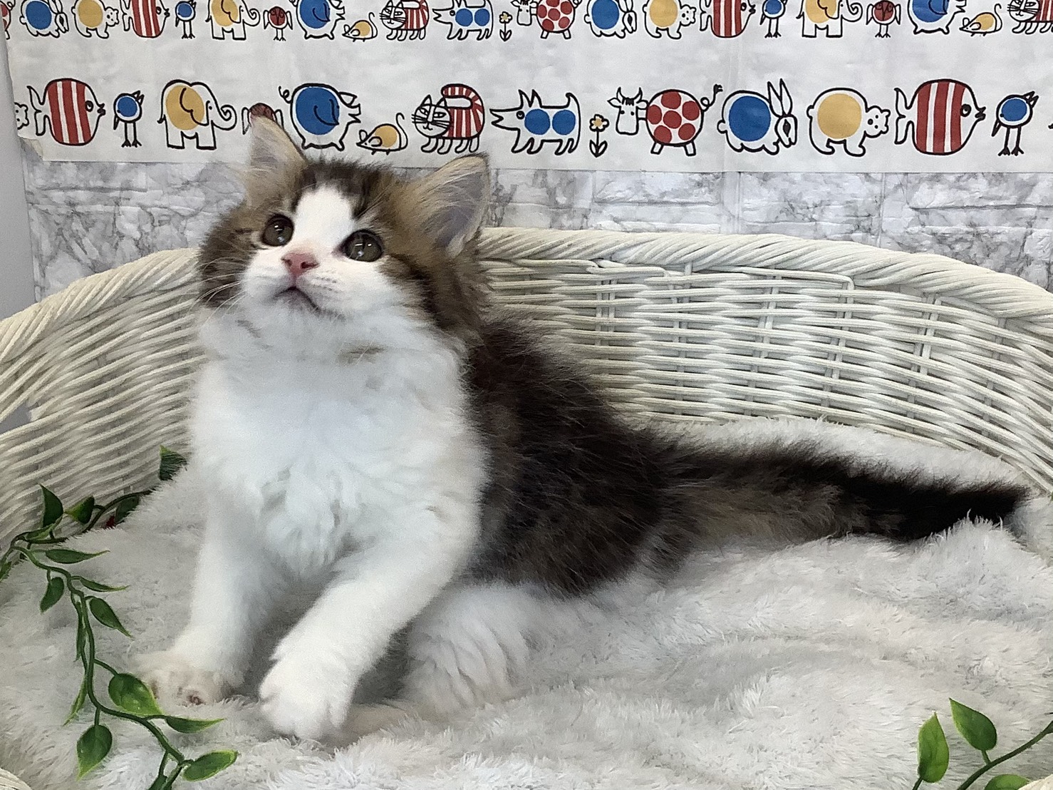 静岡県のラガマフィン (マルエスペットホームアシスト店/2025年9月13日生まれ/男の子/ブラウンタビーホワイト)の子猫の3枚目の画像