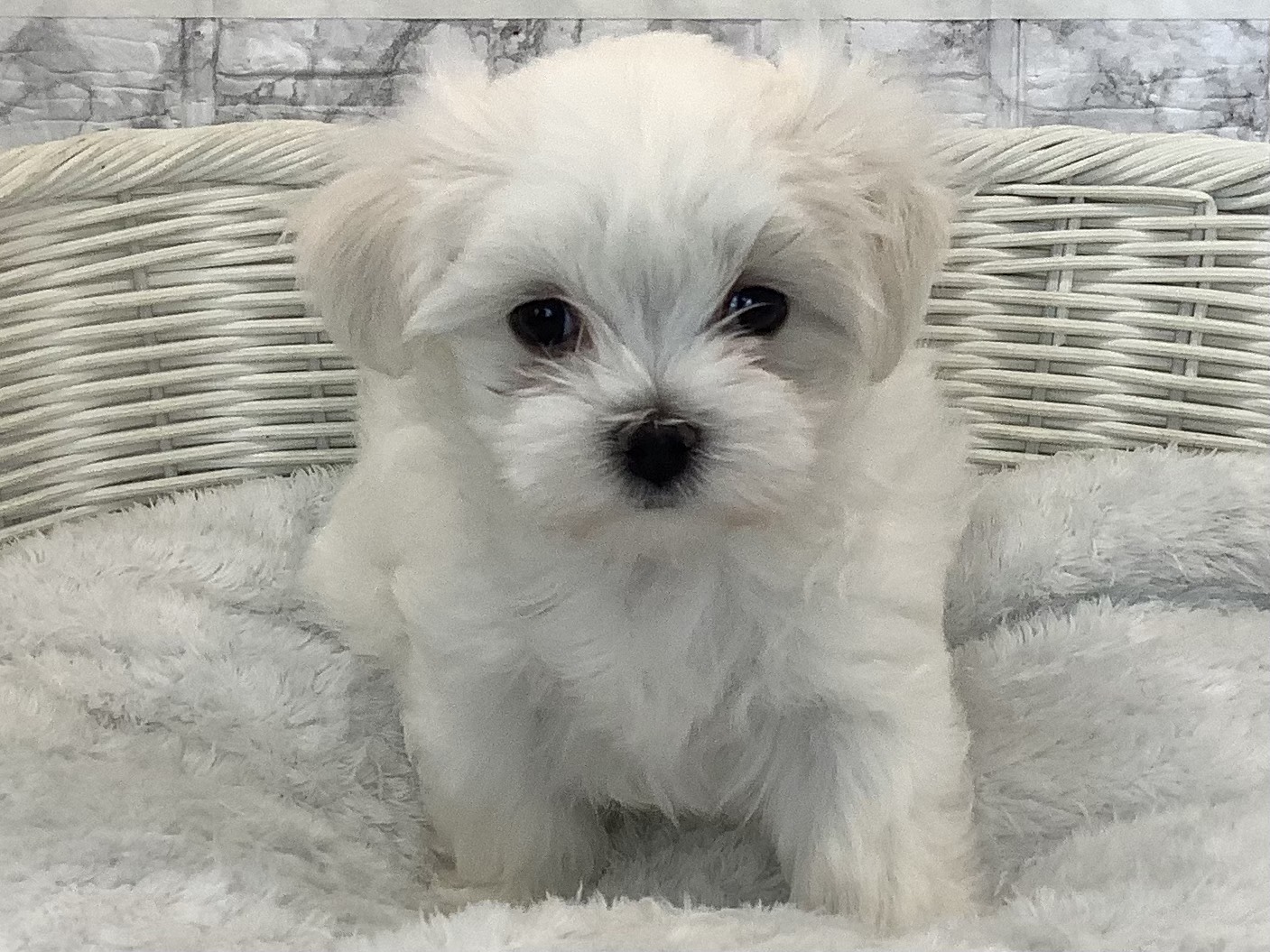 愛知県のマルチーズ (ペッツワン岡崎美合店/2025年9月22日生まれ/女の子/ホワイト)の子犬の1枚目の画像