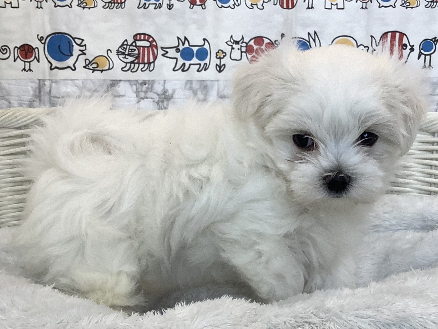 愛知県のマルチーズ (ペッツワン岡崎美合店/2025年9月22日生まれ/女の子/ホワイト)の子犬の2枚目の画像