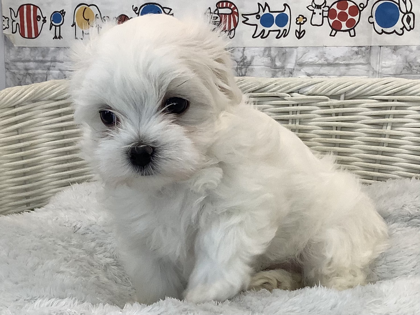 愛知県のマルチーズ (ペッツワン岡崎美合店/2025年9月22日生まれ/女の子/ホワイト)の子犬の3枚目の画像