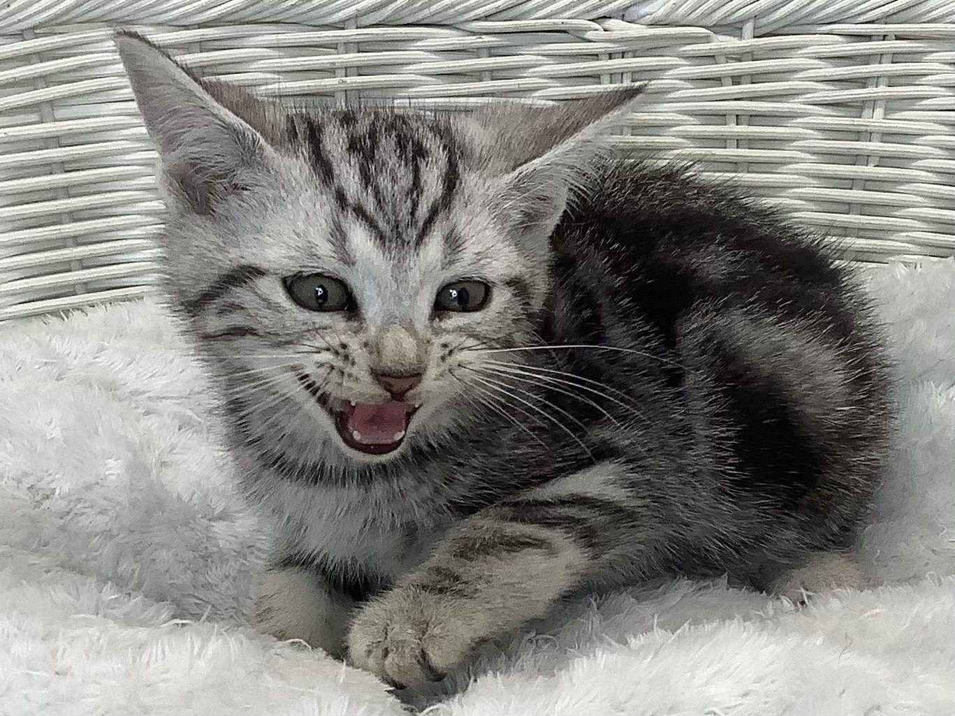 奈良県のアメリカンショートヘアー (マルエスペット 押熊店/2025年9月21日生まれ/男の子/シルバータビー)の子猫の3枚目の画像