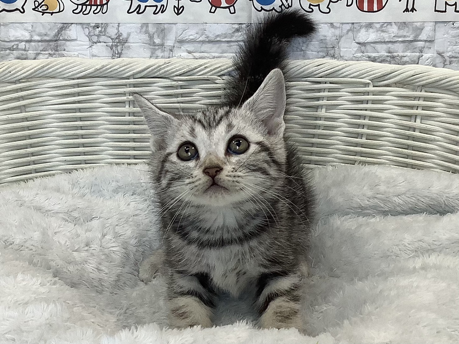 奈良県のアメリカンショートヘアー (マルエスペット 押熊店/2025年9月21日生まれ/男の子/シルバータビー)の子猫の1枚目の画像