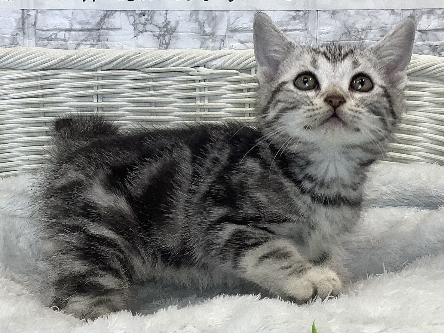 奈良県のアメリカンショートヘアー (マルエスペット 押熊店/2025年9月21日生まれ/男の子/シルバータビー)の子猫の2枚目の画像