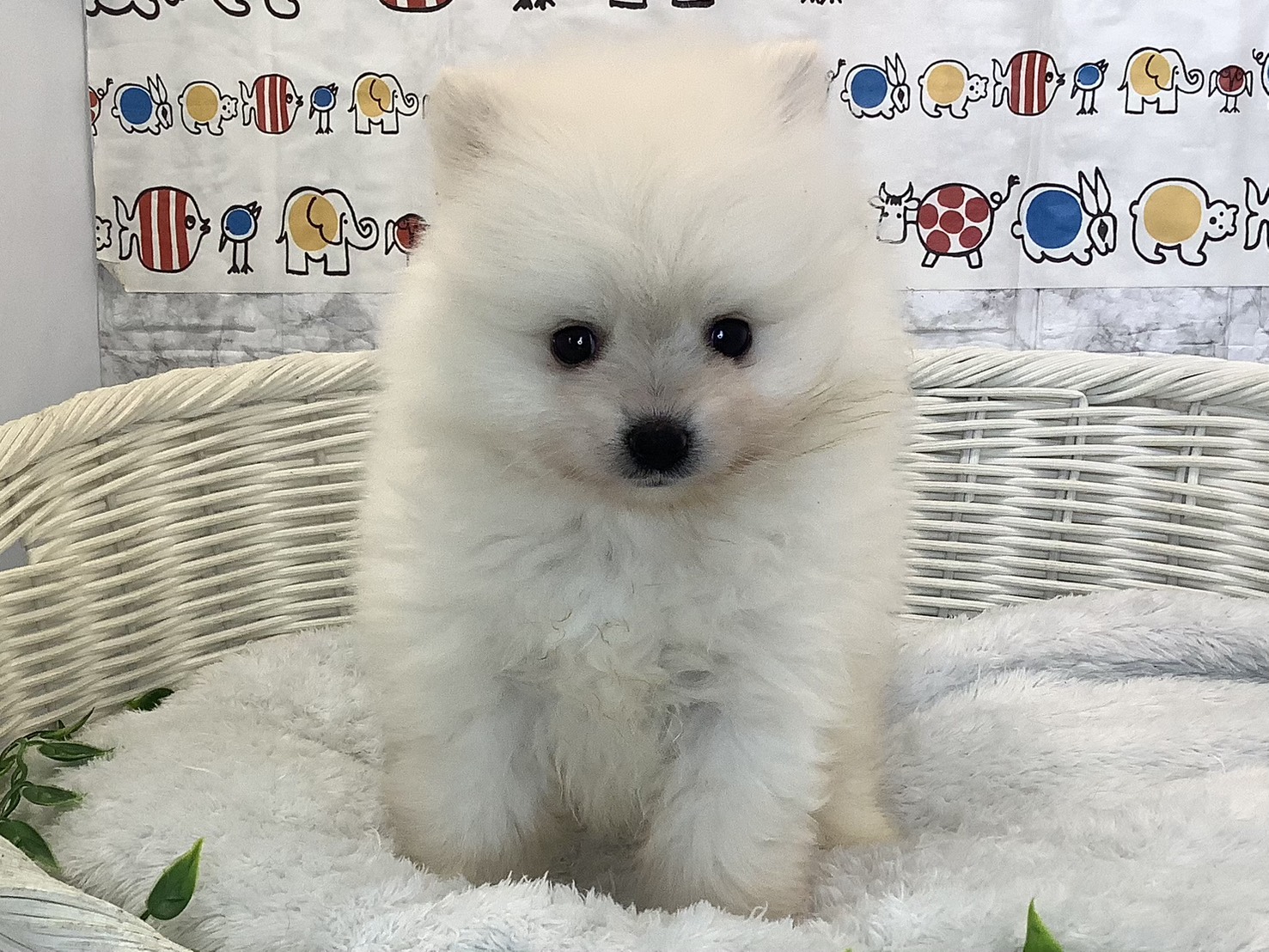 奈良県のポメラニアン (マルエスペット 富雄店/2025年9月22日生まれ/女の子/クリーム)の子犬の1枚目の画像