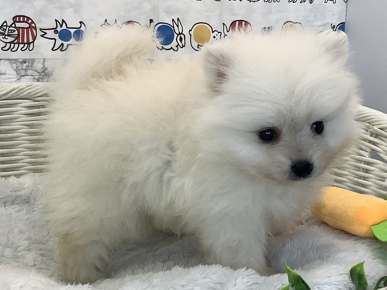 奈良県のポメラニアン (マルエスペット 富雄店/2025年9月22日生まれ/女の子/クリーム)の子犬の2枚目の画像