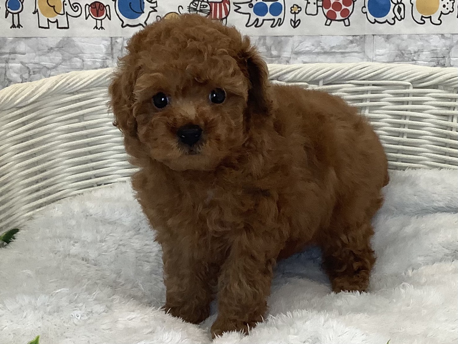 広島県のトイプードル(トイ) (マルエスペット広島段原ショッピングセンター店/2025年9月21日生まれ/女の子/レッドフォーン)の子犬の3枚目の画像