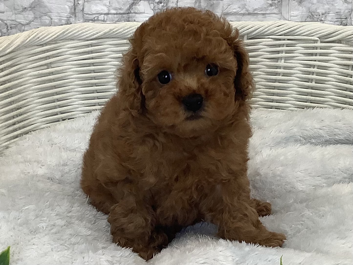 広島県のトイプードル(トイ) (マルエスペット広島段原ショッピングセンター店/2025年9月21日生まれ/女の子/レッドフォーン)の子犬の1枚目の画像