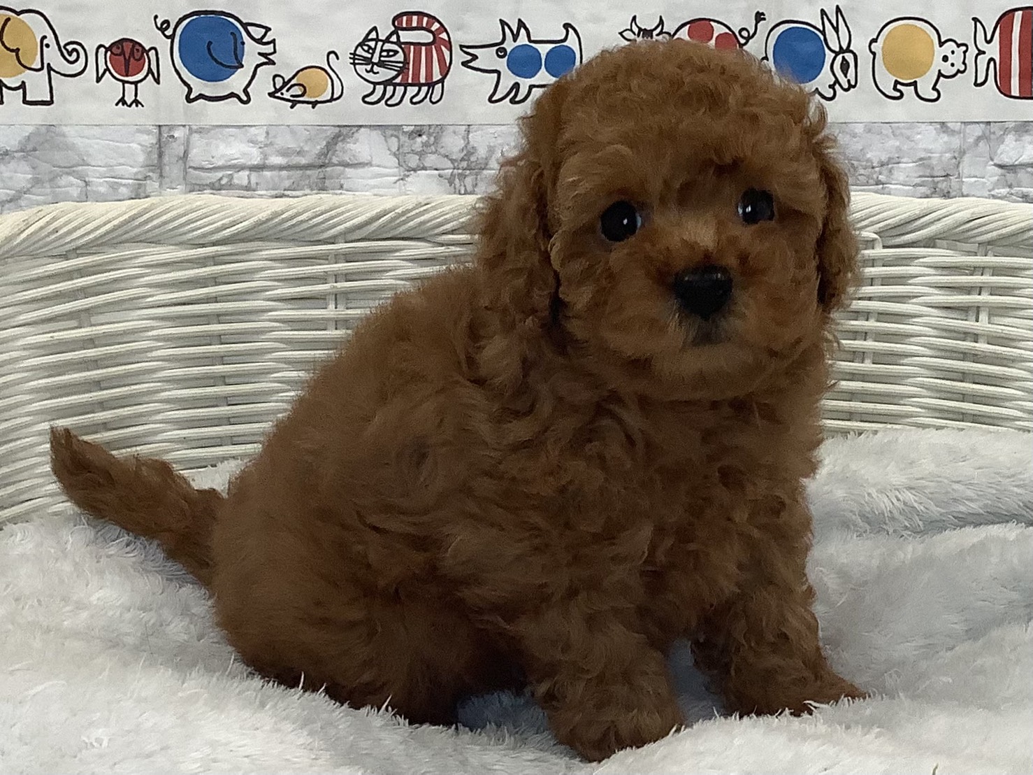 広島県のトイプードル(トイ) (マルエスペット広島段原ショッピングセンター店/2025年9月21日生まれ/女の子/レッドフォーン)の子犬の2枚目の画像