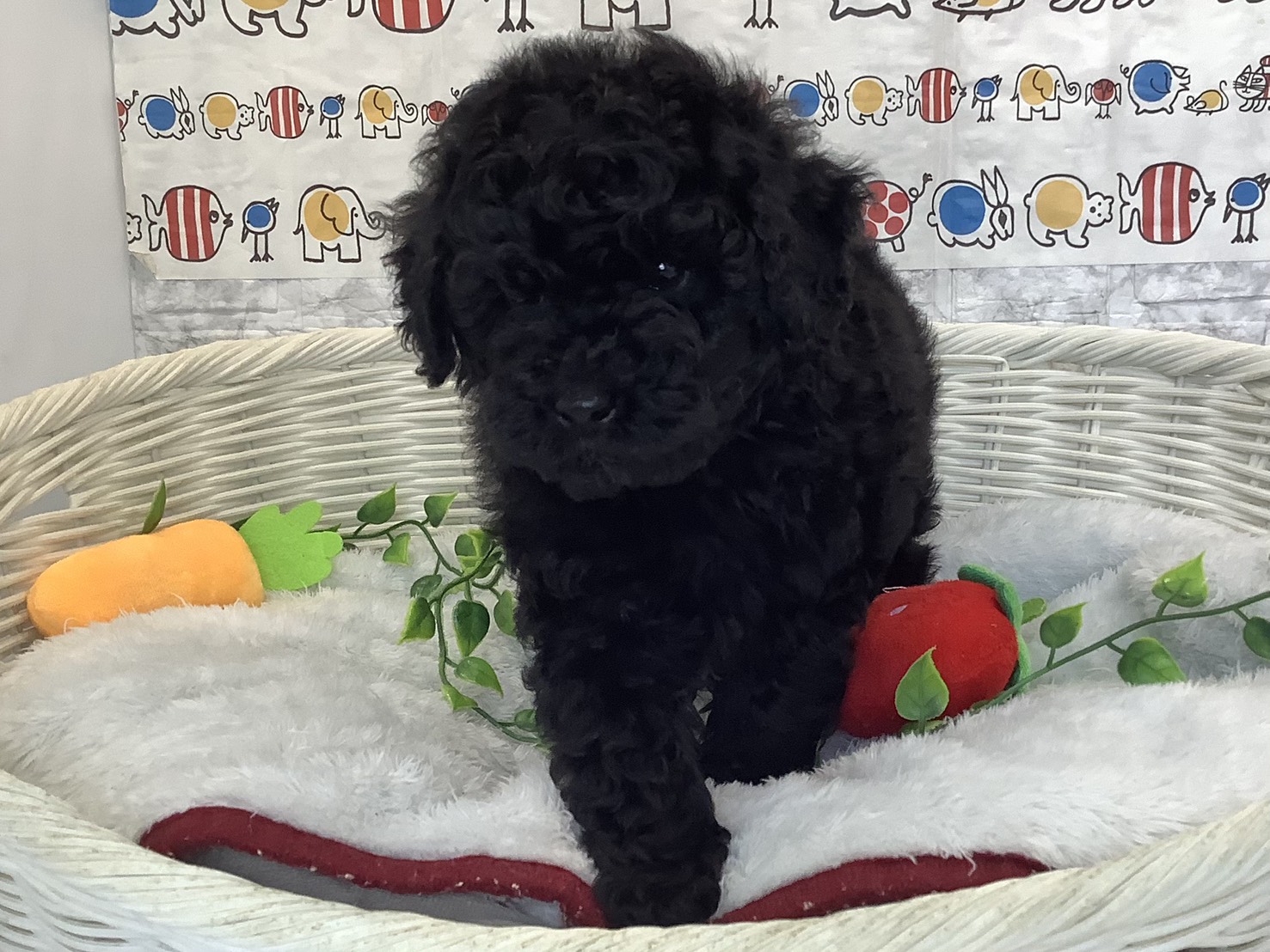 広島県のトイプードル(トイ) (マルエスペット広島段原ショッピングセンター店/2025年9月22日生まれ/女の子/ブラック)の子犬の1枚目の画像