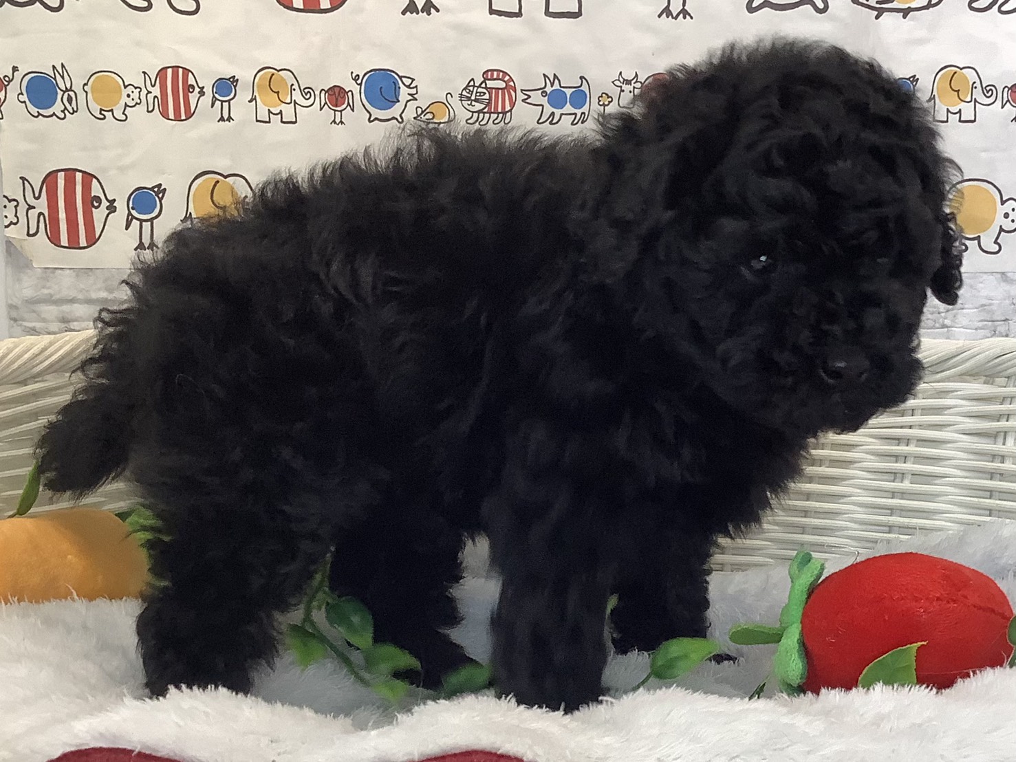 広島県のトイプードル(トイ) (マルエスペット広島段原ショッピングセンター店/2025年9月22日生まれ/女の子/ブラック)の子犬の2枚目の画像