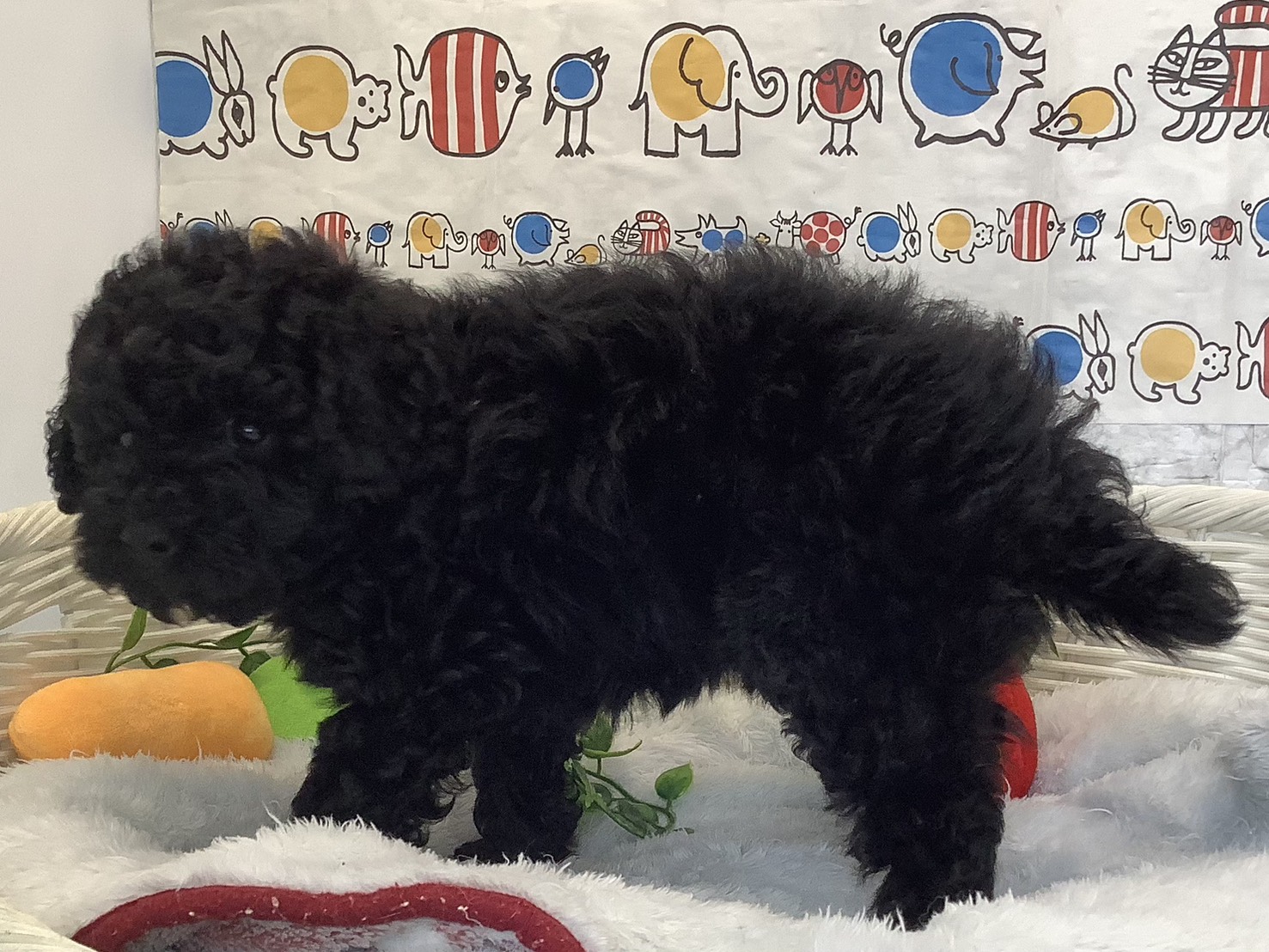 広島県のトイプードル(トイ) (マルエスペット広島段原ショッピングセンター店/2025年9月22日生まれ/女の子/ブラック)の子犬の3枚目の画像