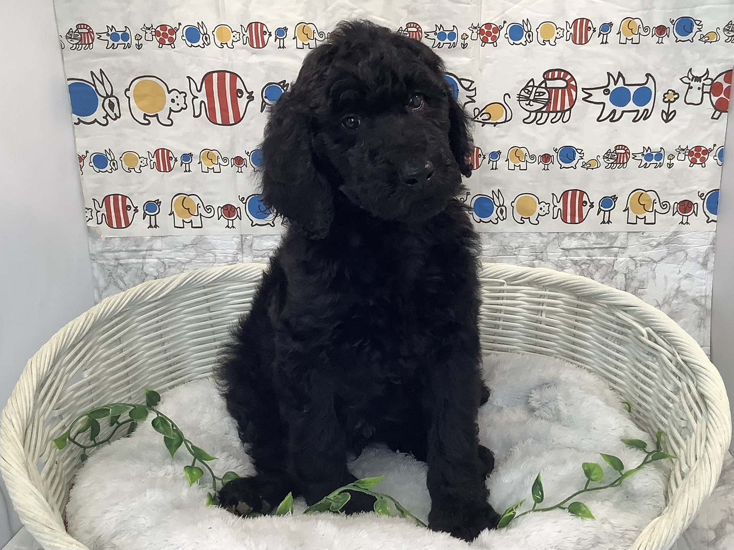 奈良県のスタンダードプードル (マルエスペット 富雄店/2025年9月20日生まれ/男の子/ブラック)の子犬の1枚目の画像