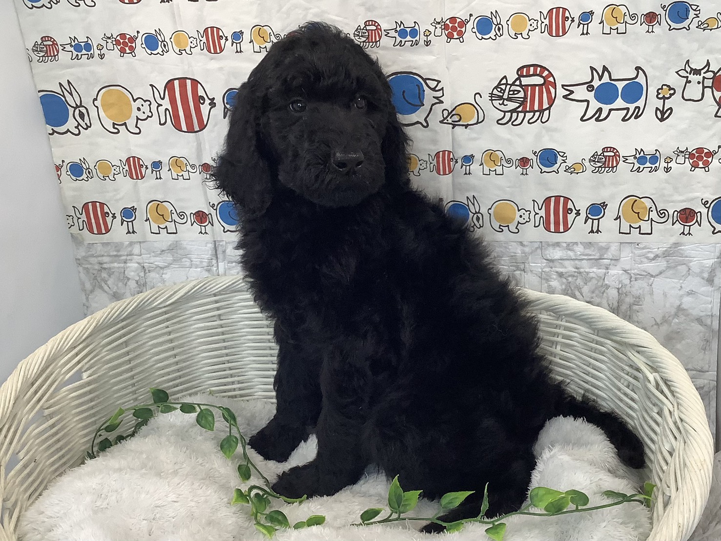 奈良県のスタンダードプードル (マルエスペット 富雄店/2025年9月20日生まれ/男の子/ブラック)の子犬の3枚目の画像
