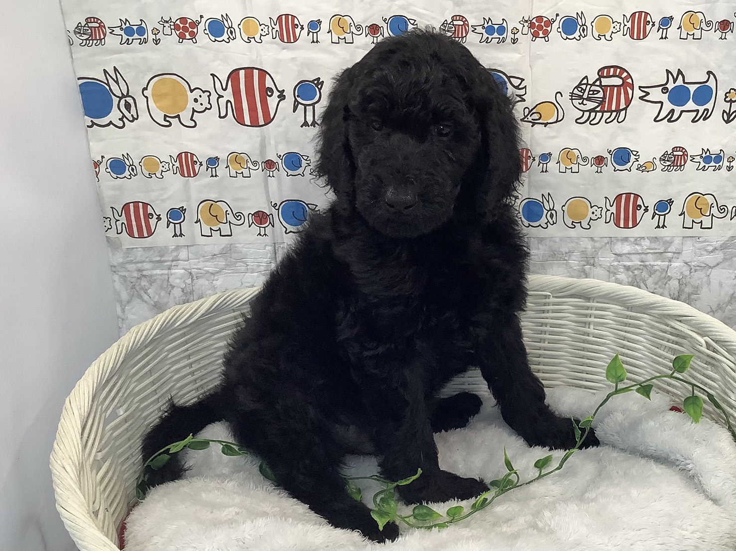 奈良県のスタンダードプードル (マルエスペット 富雄店/2025年9月20日生まれ/男の子/ブラック)の子犬の2枚目の画像
