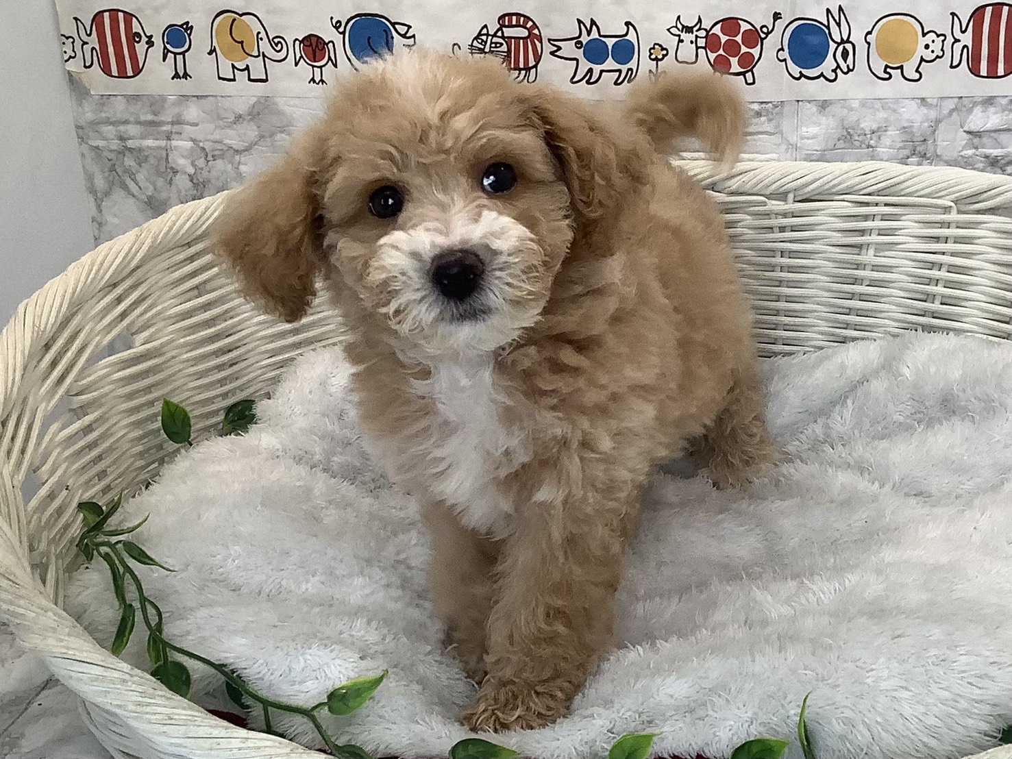 愛知県のビションプー(ビションフリーゼ×プードル) (ペッツワン岡崎美合店/2025年9月21日生まれ/男の子/アプリコット)の子犬の1枚目の画像