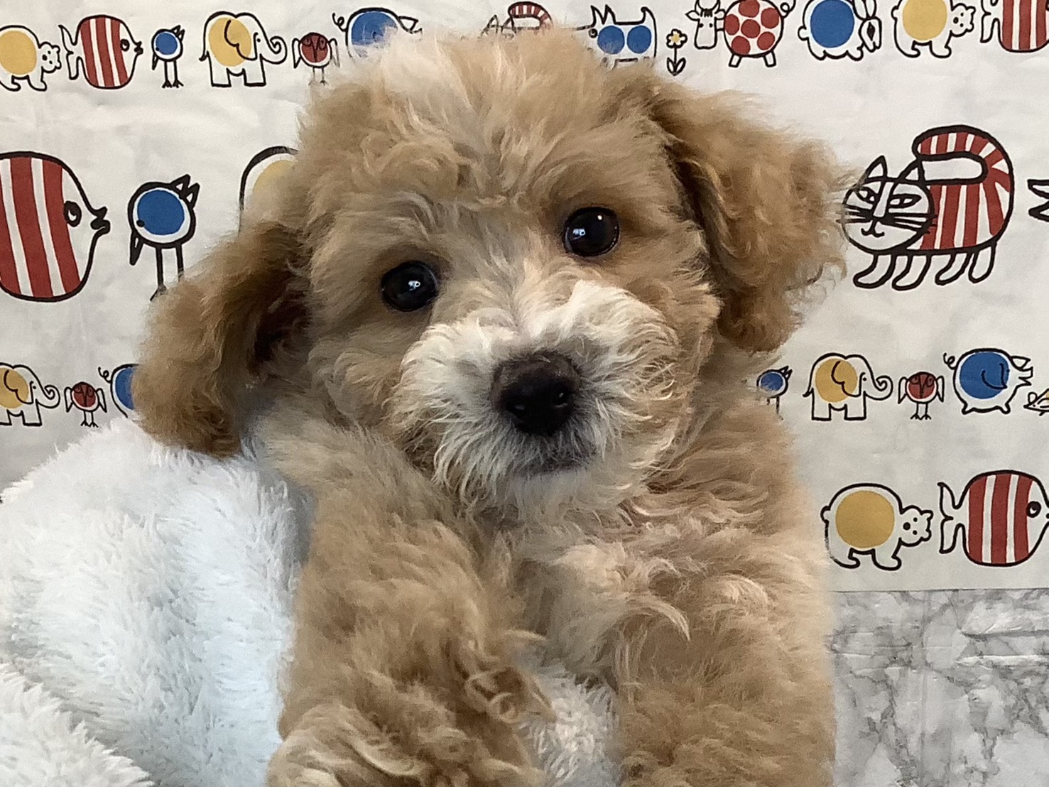 愛知県のビションプー(ビションフリーゼ×プードル) (ペッツワン岡崎美合店/2025年9月21日生まれ/男の子/アプリコット)の子犬の2枚目の画像