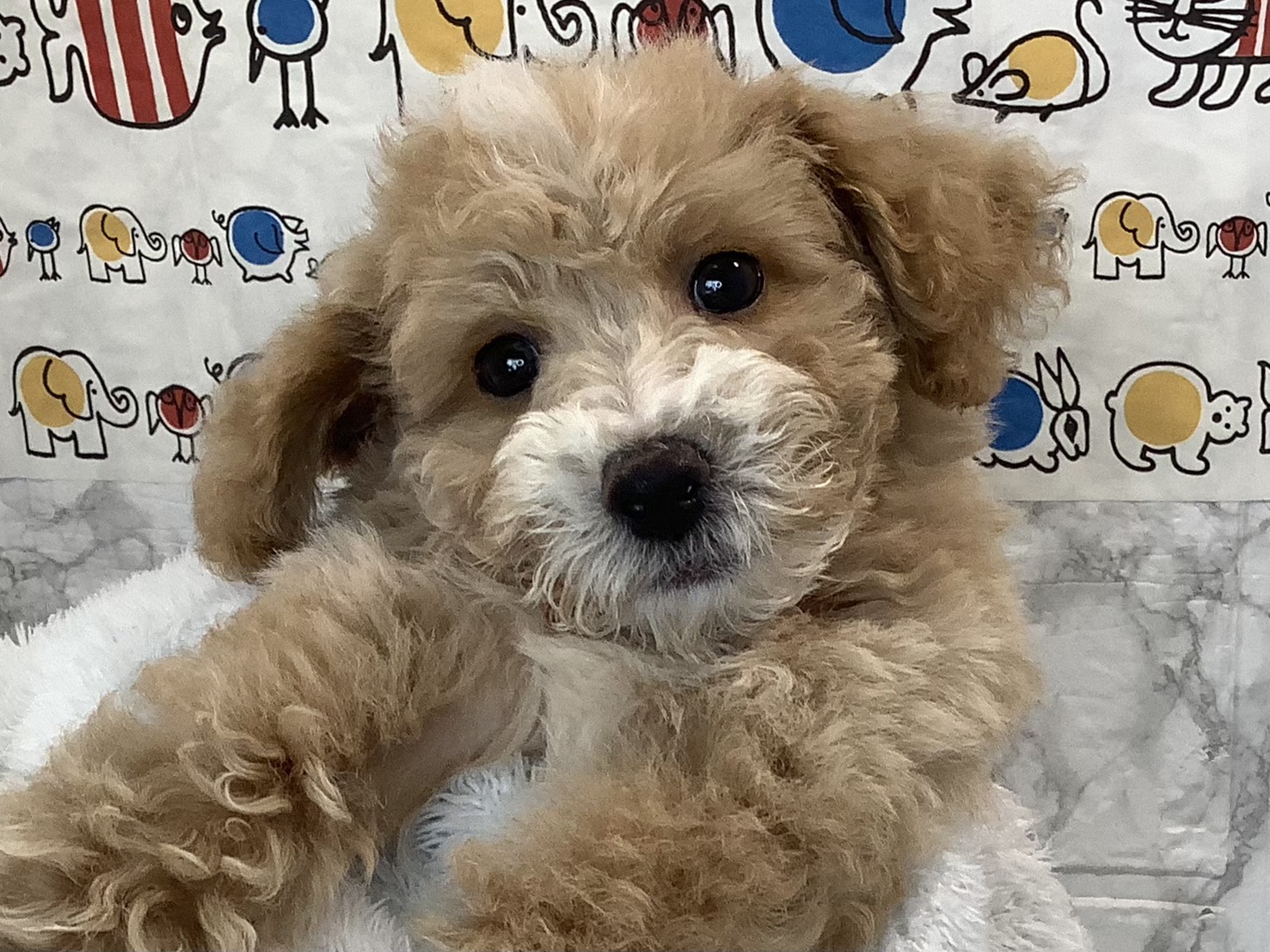 愛知県のビションプー(ビションフリーゼ×プードル) (ペッツワン岡崎美合店/2025年9月21日生まれ/男の子/アプリコット)の子犬の3枚目の画像