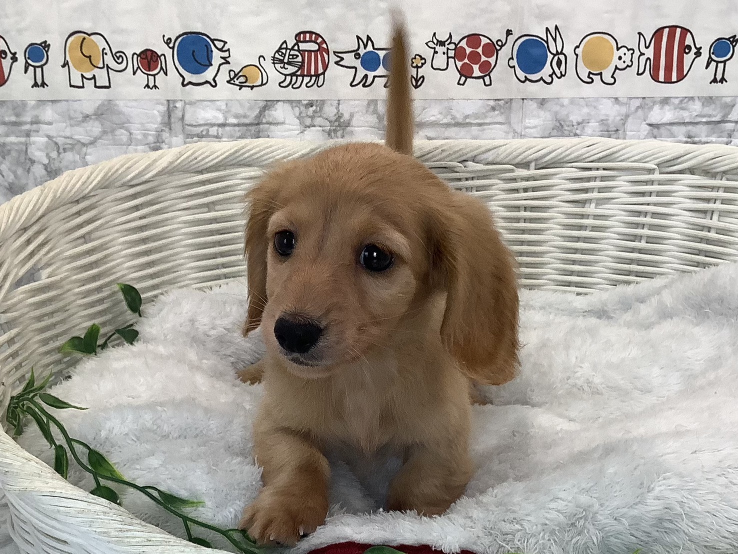 広島県のミニチュアダックスフンド(ロング) (マルエスペット広島段原ショッピングセンター店/2025年9月14日生まれ/男の子/ゴールド)の子犬の1枚目の画像