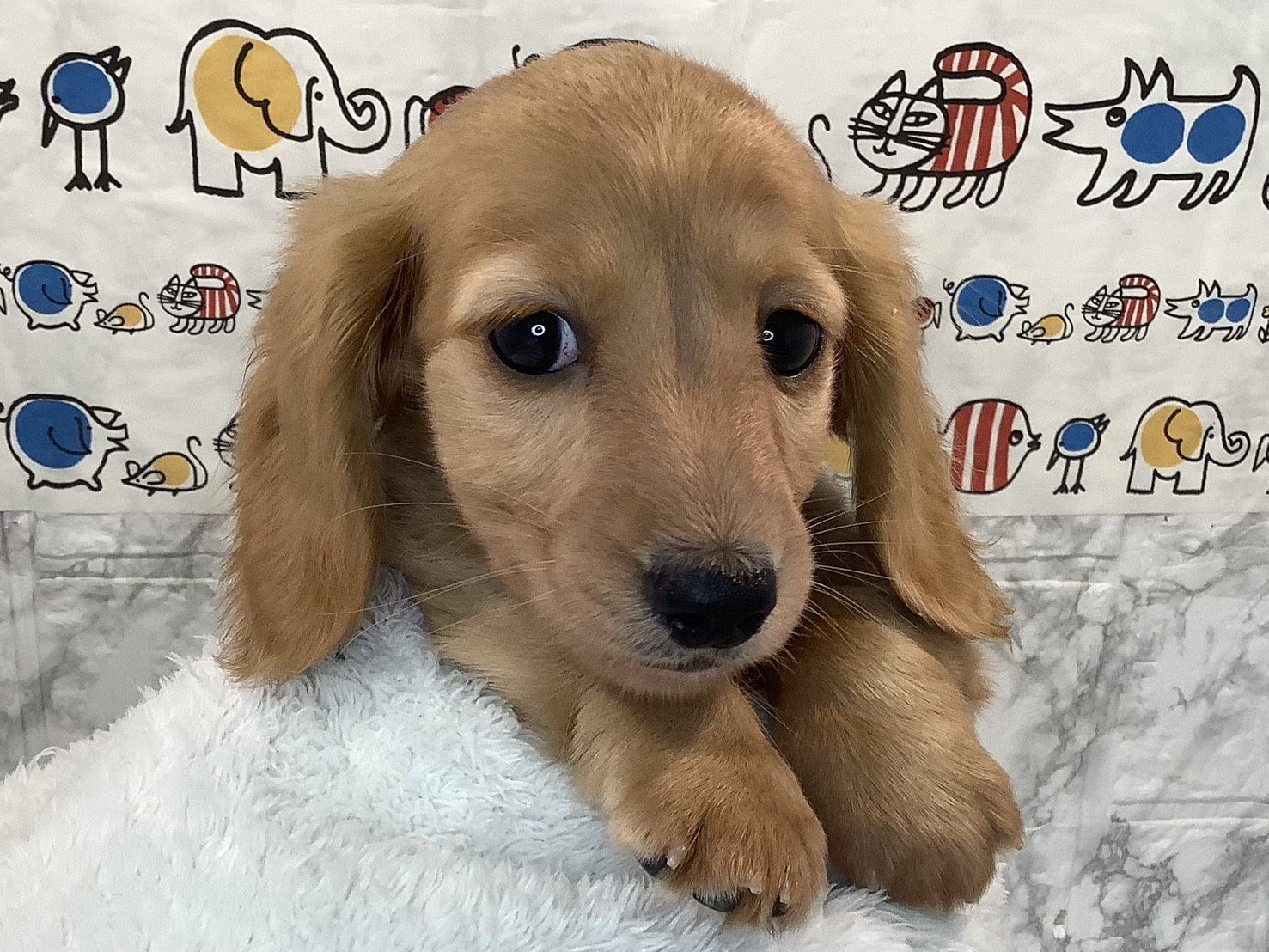 広島県のミニチュアダックスフンド(ロング) (マルエスペット広島段原ショッピングセンター店/2025年9月14日生まれ/男の子/ゴールド)の子犬の3枚目の画像