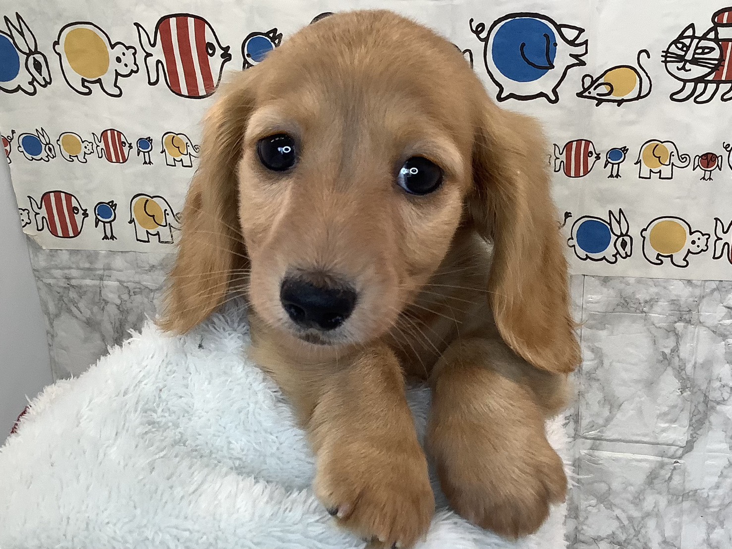 広島県のミニチュアダックスフンド(ロング) (マルエスペット広島段原ショッピングセンター店/2025年9月14日生まれ/男の子/ゴールド)の子犬の2枚目の画像