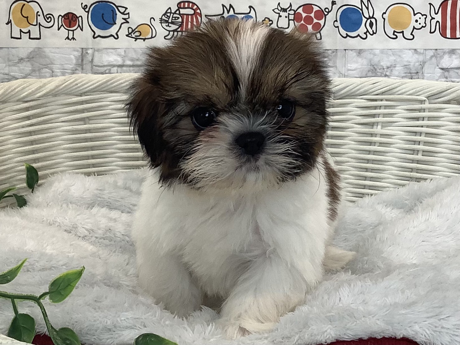 神奈川県のシーズー (マルエスペット相模大野店/2025年9月22日生まれ/女の子/ホワイトゴールド)の子犬の1枚目の画像