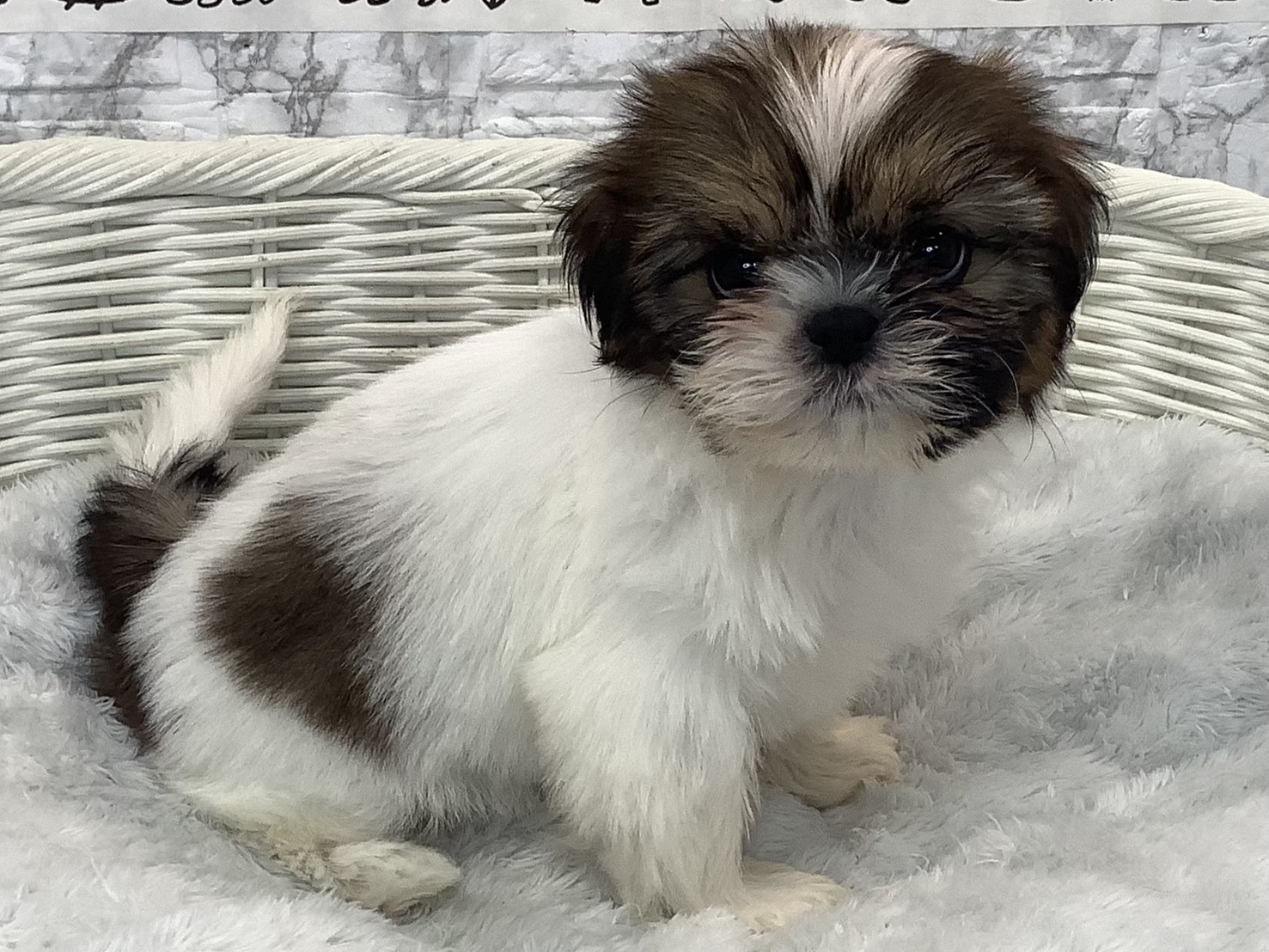 神奈川県のシーズー (マルエスペット相模大野店/2025年9月22日生まれ/女の子/ホワイトゴールド)の子犬の2枚目の画像