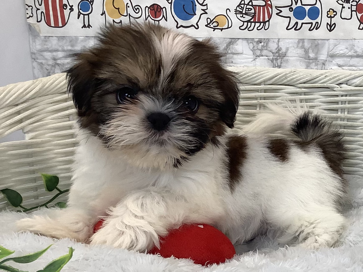 神奈川県のシーズー (マルエスペット相模大野店/2025年9月22日生まれ/女の子/ホワイトゴールド)の子犬の3枚目の画像