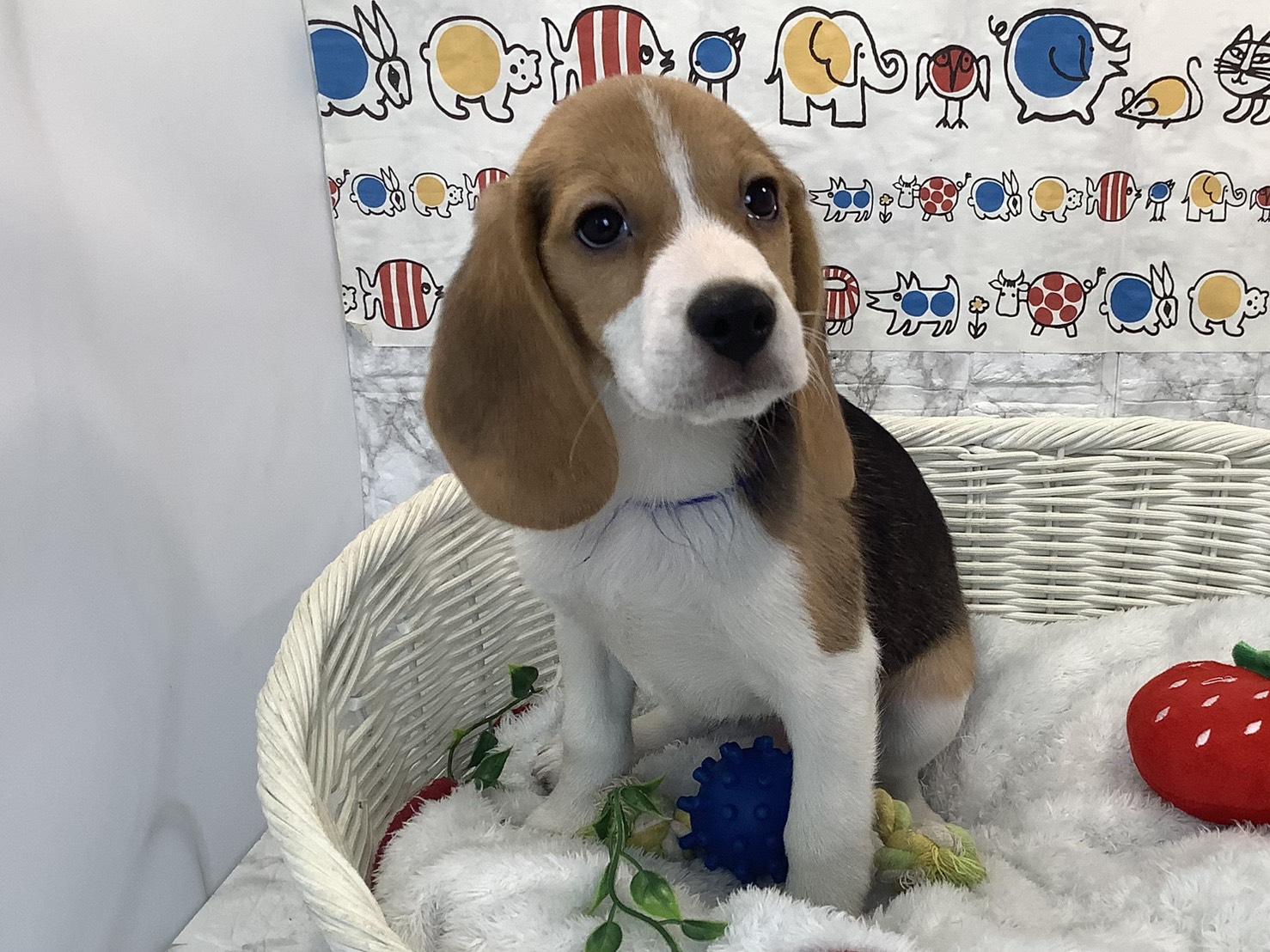 奈良県のビーグル (マルエスペット はんな店/2025年9月8日生まれ/男の子/ブラックタンホワイト)の子犬の1枚目の画像