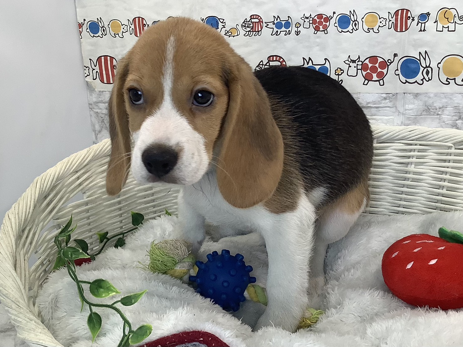 奈良県のビーグル (マルエスペット はんな店/2025年9月8日生まれ/男の子/ブラックタンホワイト)の子犬の3枚目の画像