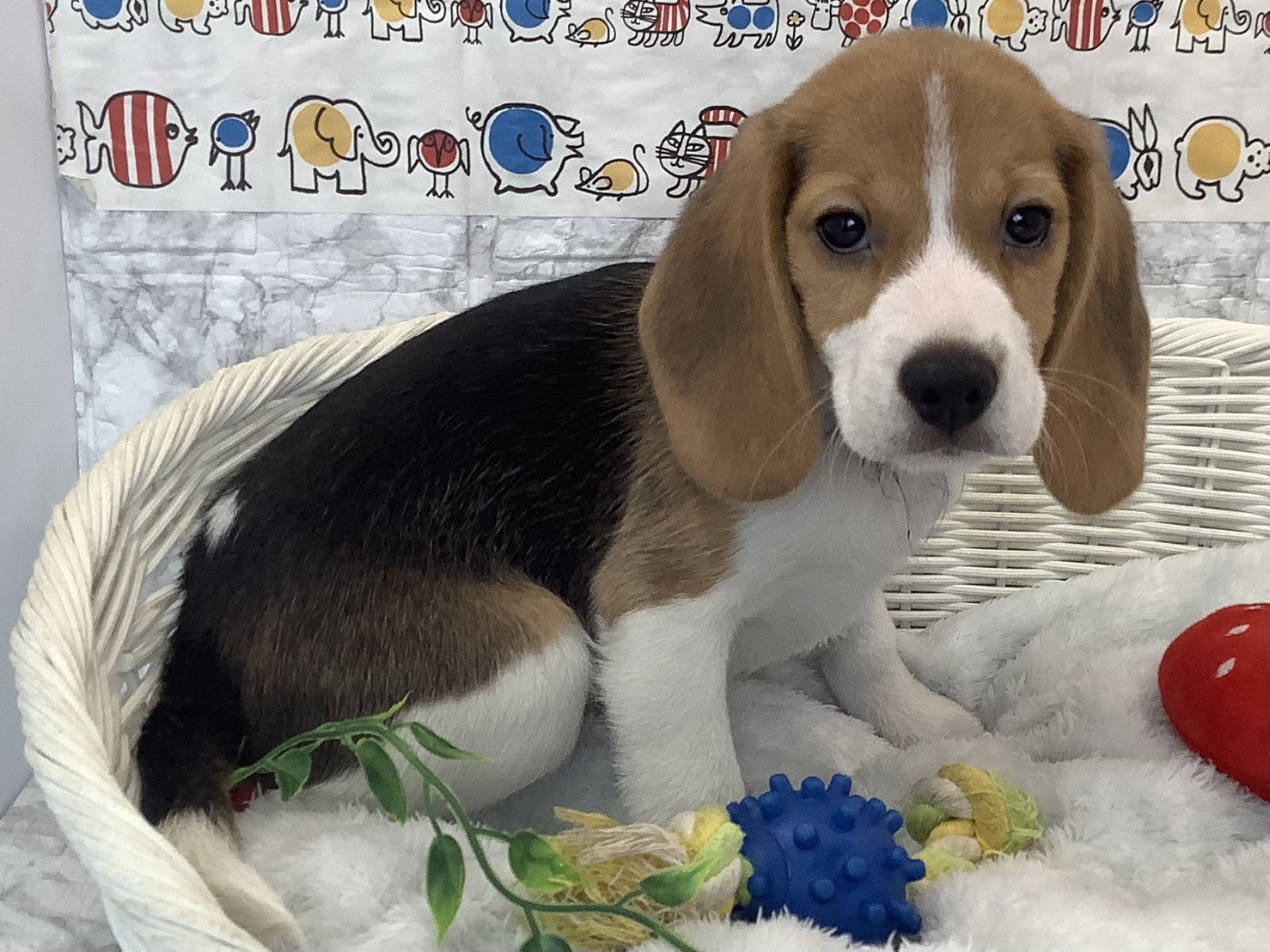 奈良県のビーグル (マルエスペット はんな店/2025年9月8日生まれ/男の子/ブラックタンホワイト)の子犬の2枚目の画像