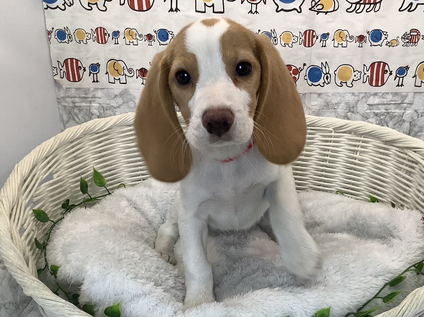 奈良県のビーグル (マルエスペット 奈良店/2025年9月8日生まれ/女の子/レモン/ホワイト)の子犬の1枚目の画像