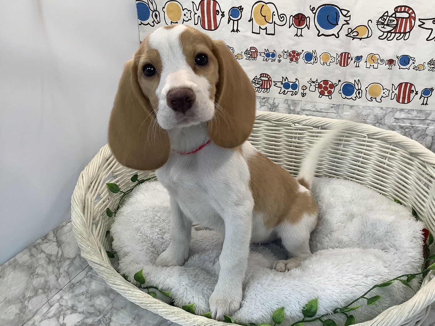 奈良県のビーグル (マルエスペット 奈良店/2025年9月8日生まれ/女の子/レモン/ホワイト)の子犬の3枚目の画像