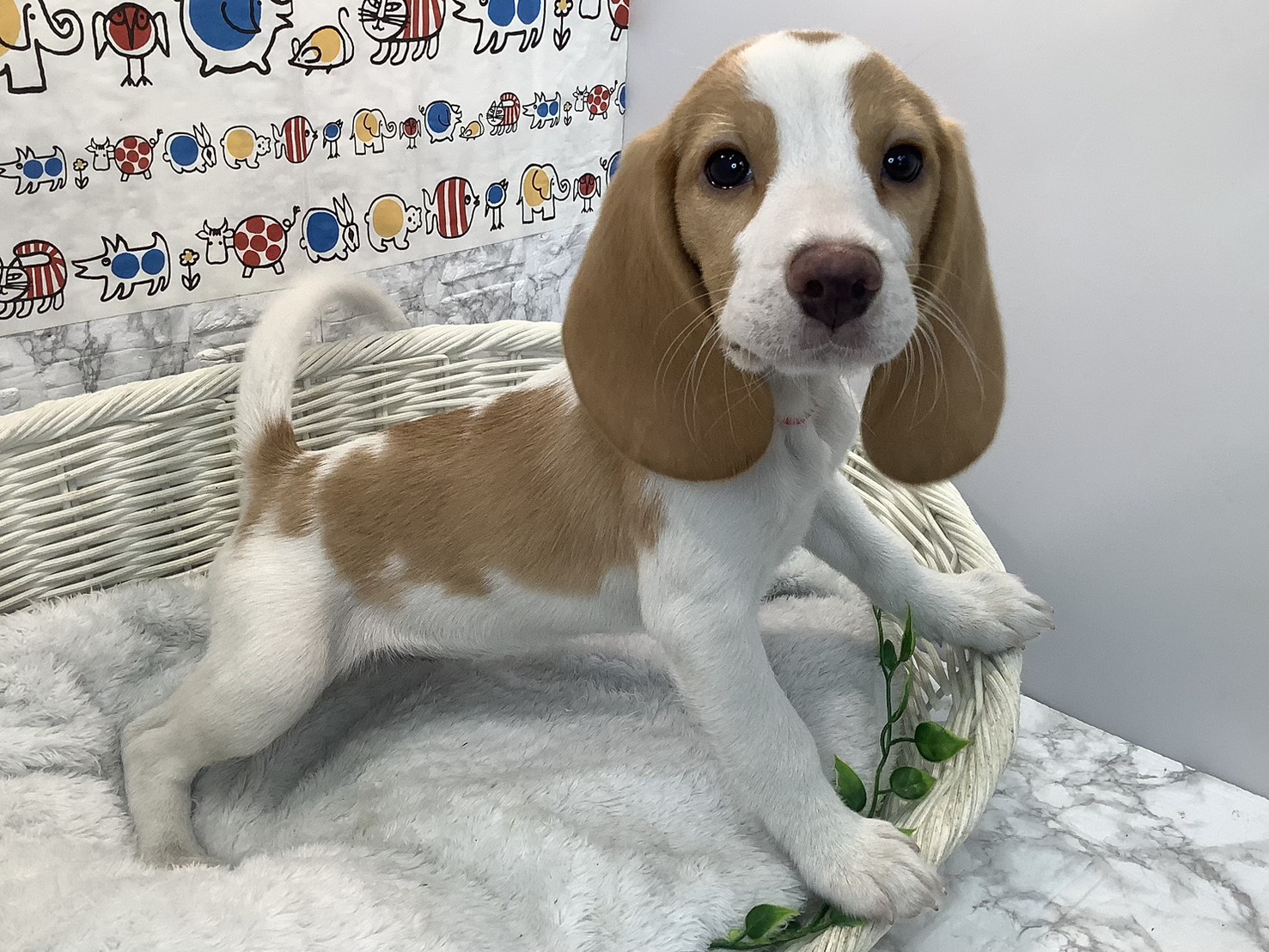 奈良県のビーグル (マルエスペット 奈良店/2025年9月8日生まれ/女の子/レモン/ホワイト)の子犬の2枚目の画像