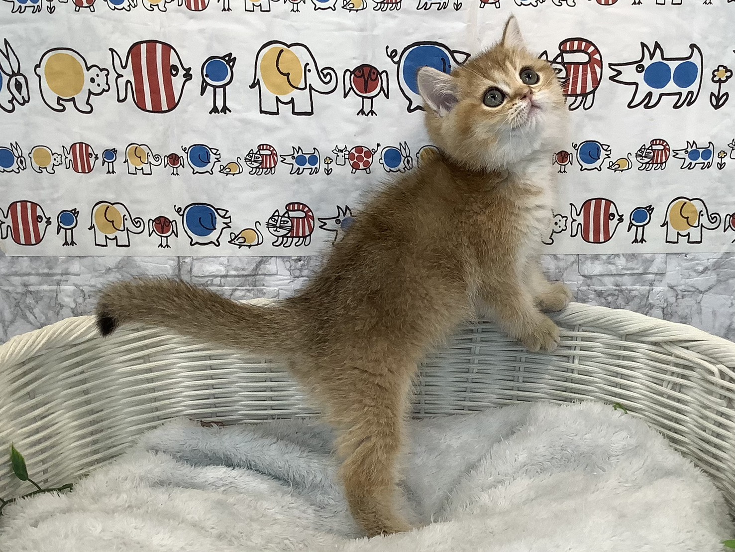 静岡県のブリティッシュショートヘアー (マルエスペットホームアシスト店/2025年9月12日生まれ/男の子/ゴールデンティックドタビー)の子猫の2枚目の画像