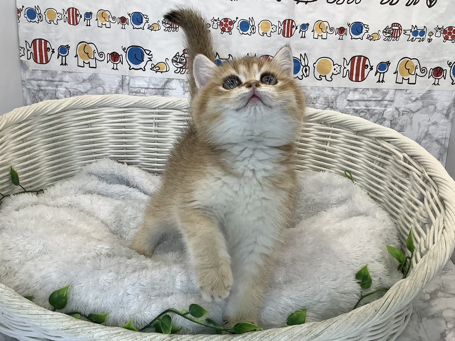静岡県のブリティッシュショートヘアー (マルエスペットホームアシスト店/2025年9月12日生まれ/男の子/ゴールデンティックドタビー)の子猫の1枚目の画像