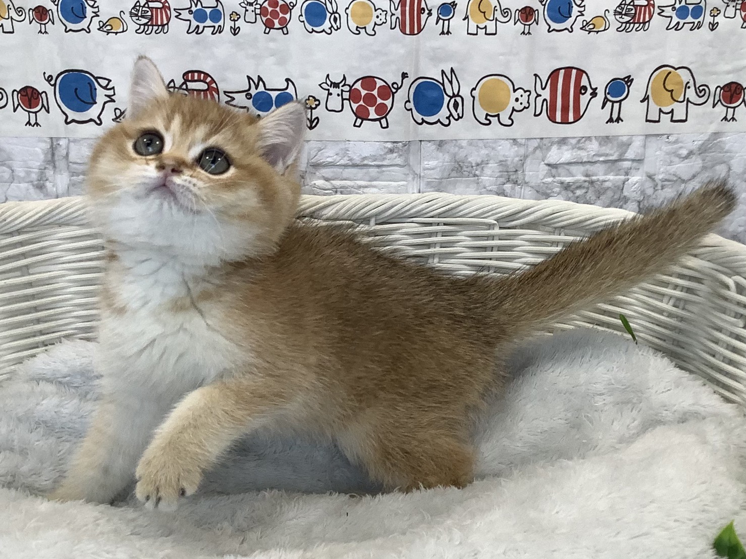 静岡県のブリティッシュショートヘアー (マルエスペットホームアシスト店/2025年9月12日生まれ/男の子/ゴールデンティックドタビー)の子猫の3枚目の画像