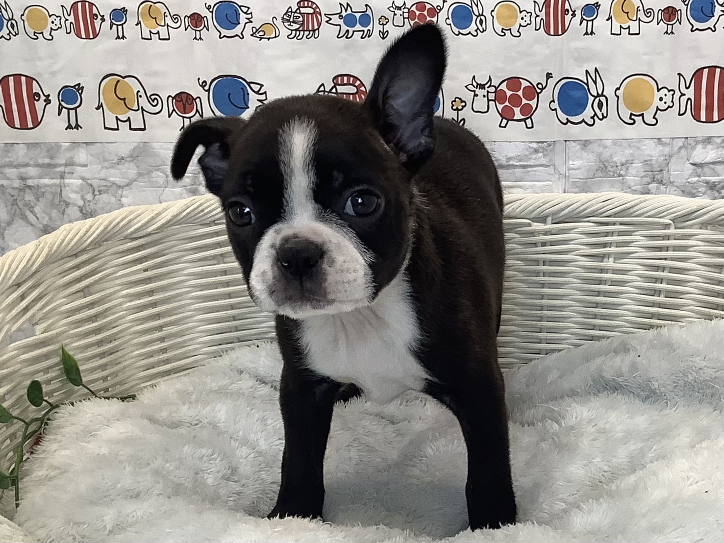奈良県のボストンテリア (マルエスペット いかるが店/2025年9月21日生まれ/男の子/ボストンカラー)の子犬の1枚目の画像