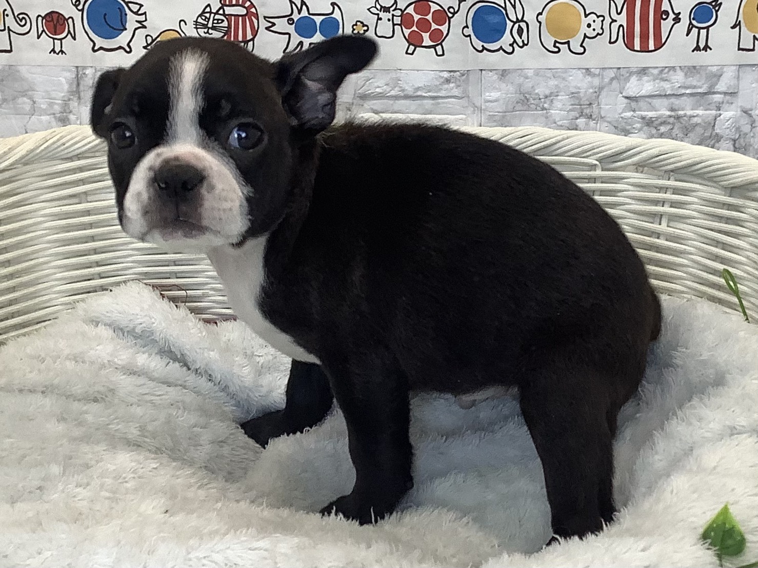 奈良県のボストンテリア (マルエスペット いかるが店/2025年9月21日生まれ/男の子/ボストンカラー)の子犬の3枚目の画像