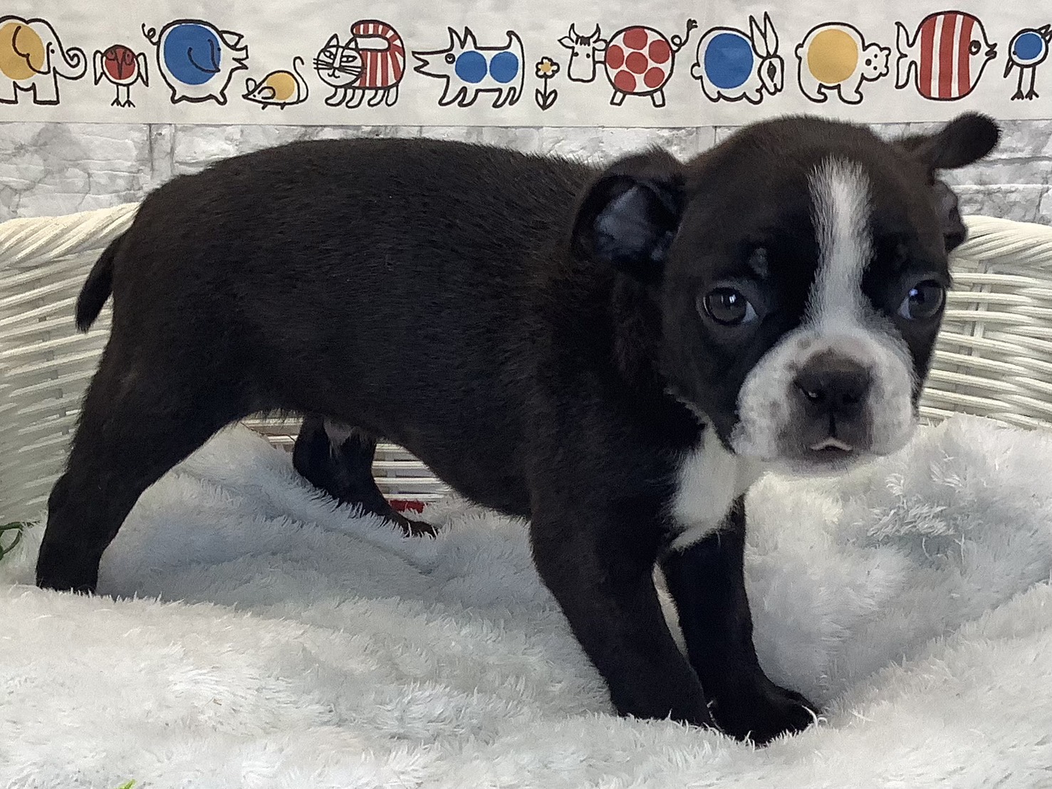 奈良県のボストンテリア (マルエスペット いかるが店/2025年9月21日生まれ/男の子/ボストンカラー)の子犬の2枚目の画像