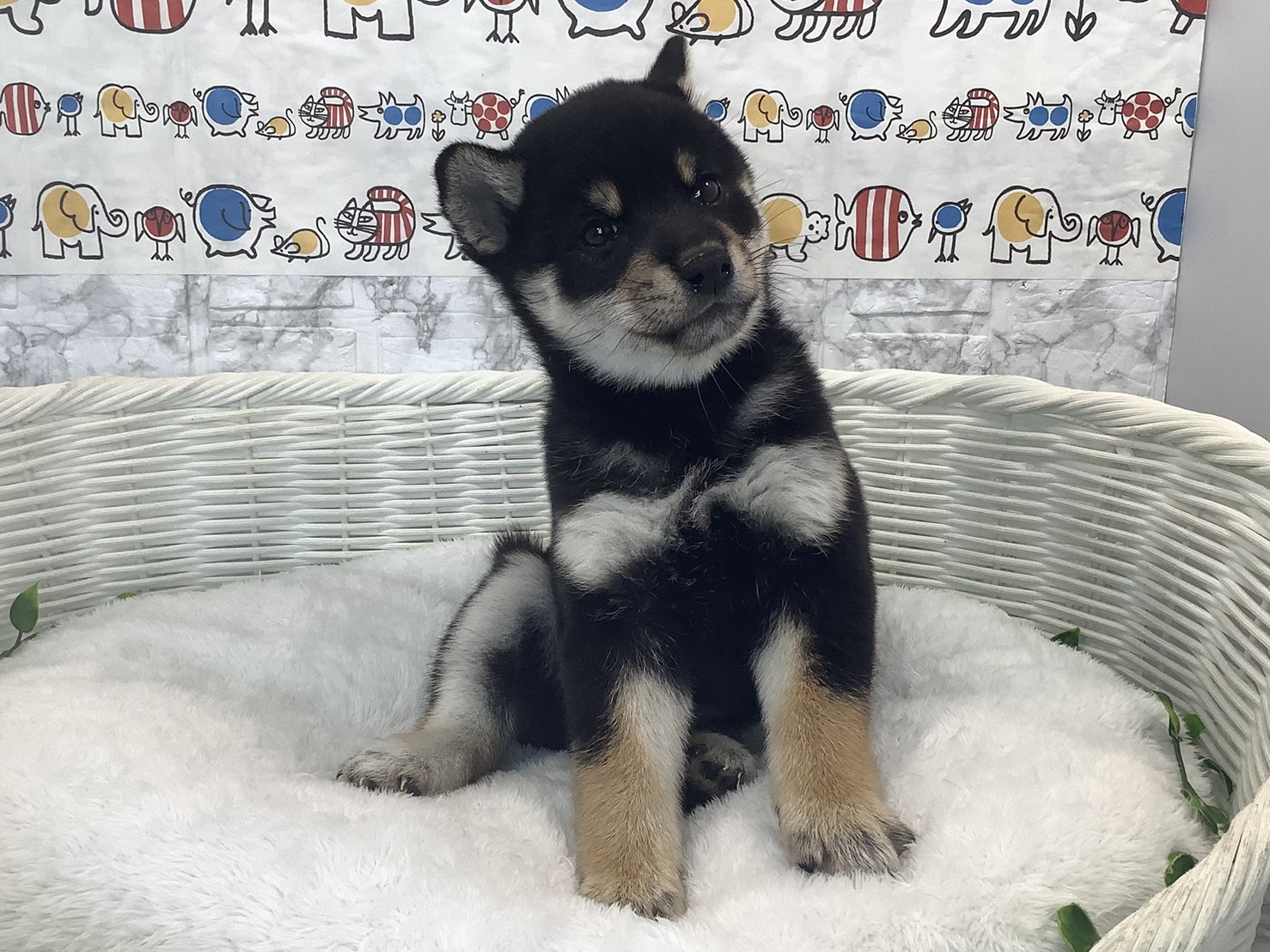 神奈川県の柴犬(標準サイズ) (マルエスペット相模大野店/2025年9月28日生まれ/女の子/黒)の子犬の1枚目の画像