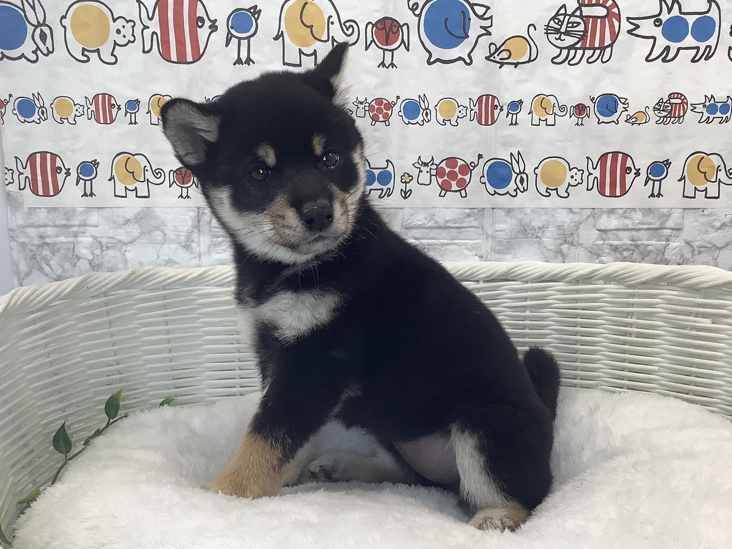 神奈川県の柴犬(標準サイズ) (マルエスペット相模大野店/2025年9月28日生まれ/女の子/黒)の子犬の3枚目の画像