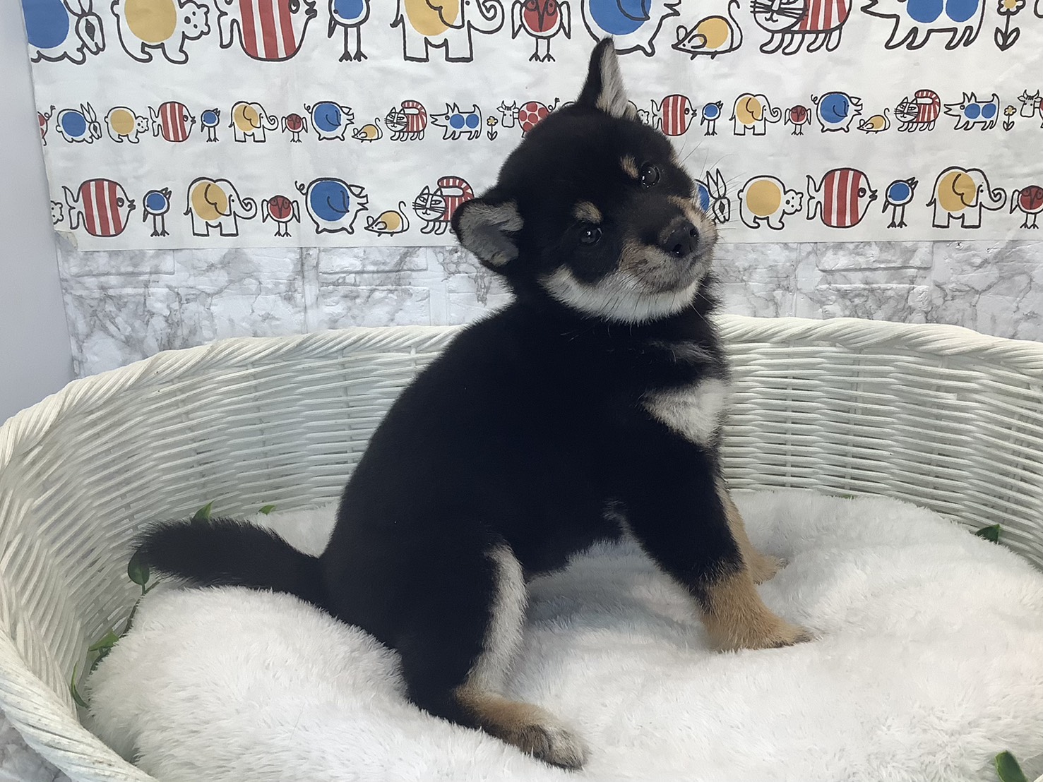 神奈川県の柴犬(標準サイズ) (マルエスペット相模大野店/2025年9月28日生まれ/女の子/黒)の子犬の2枚目の画像