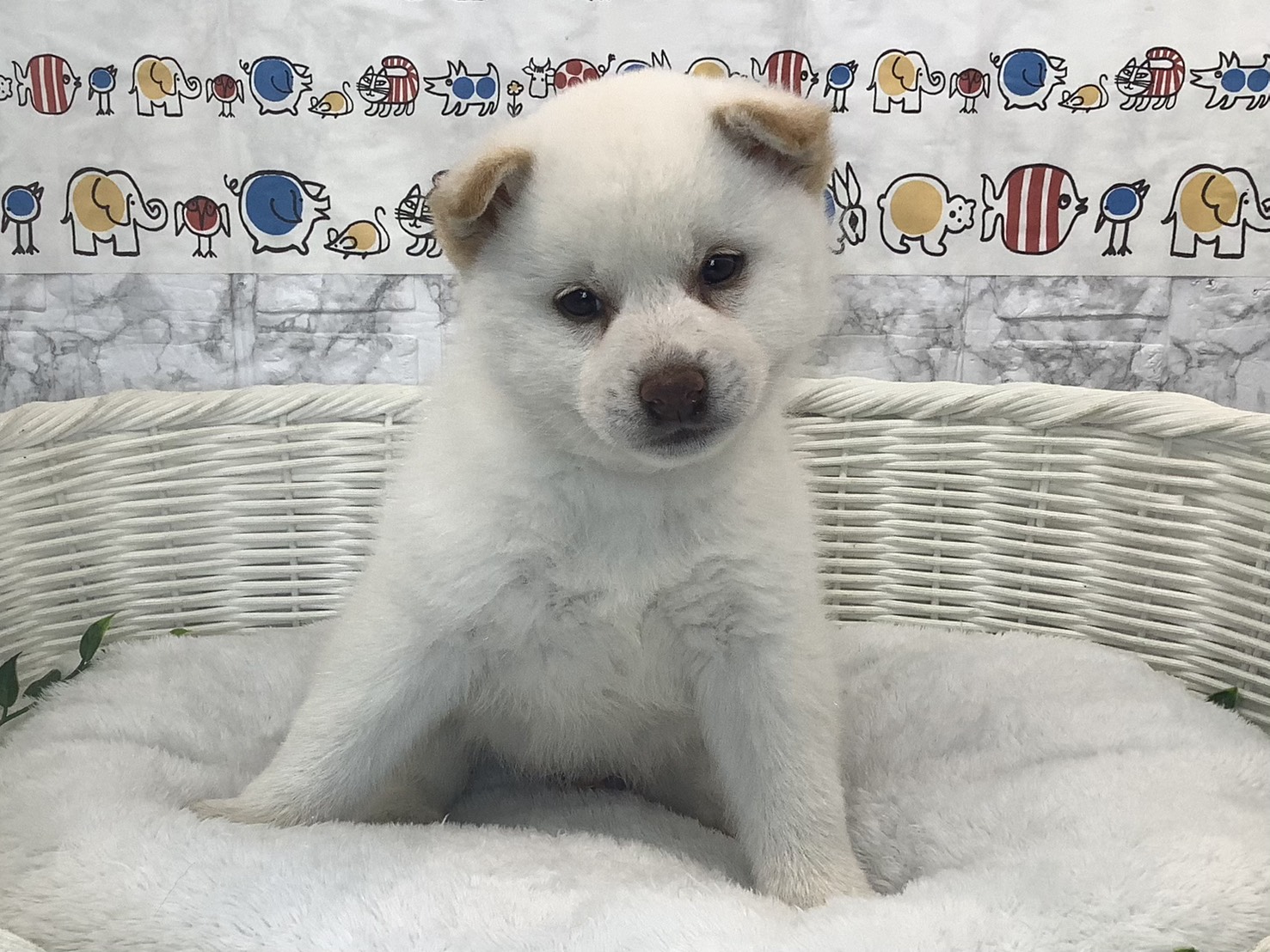 奈良県の柴犬(標準サイズ) (マルエスペット 富雄店/2025年9月28日生まれ/男の子/白)の子犬の1枚目の画像