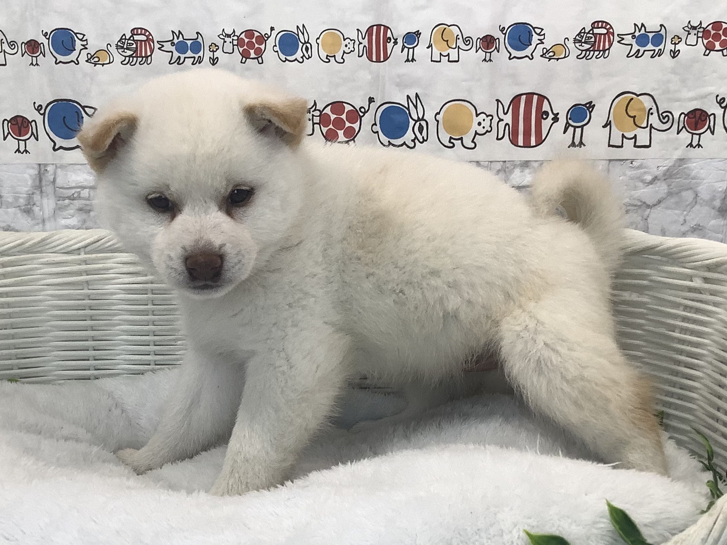 奈良県の柴犬(標準サイズ) (マルエスペット 富雄店/2025年9月28日生まれ/男の子/白)の子犬の3枚目の画像