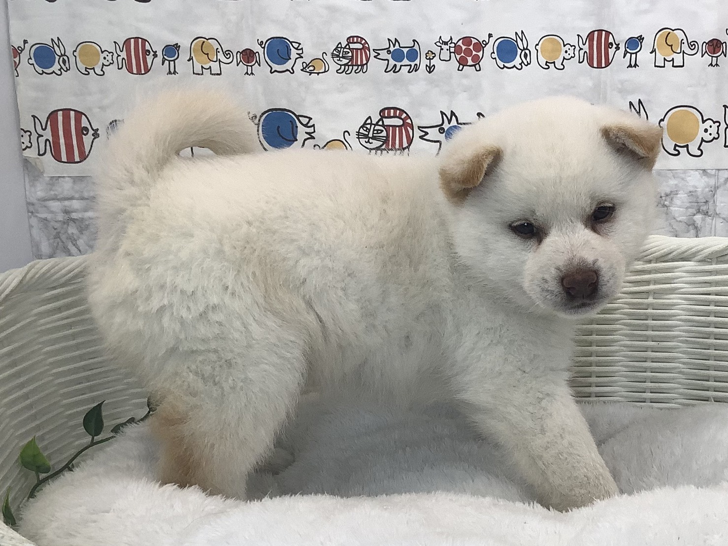 奈良県の柴犬(標準サイズ) (マルエスペット 富雄店/2025年9月28日生まれ/男の子/白)の子犬の2枚目の画像