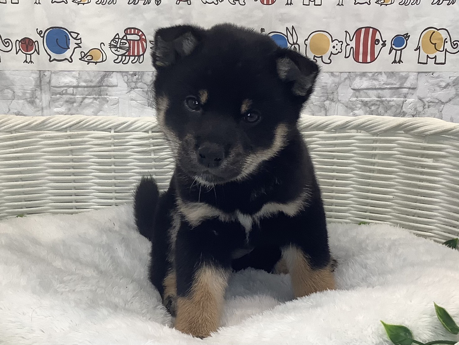 静岡県の柴犬(標準サイズ) (マルエスペットホームアシスト店/2025年9月28日生まれ/男の子/黒)の子犬の1枚目の画像