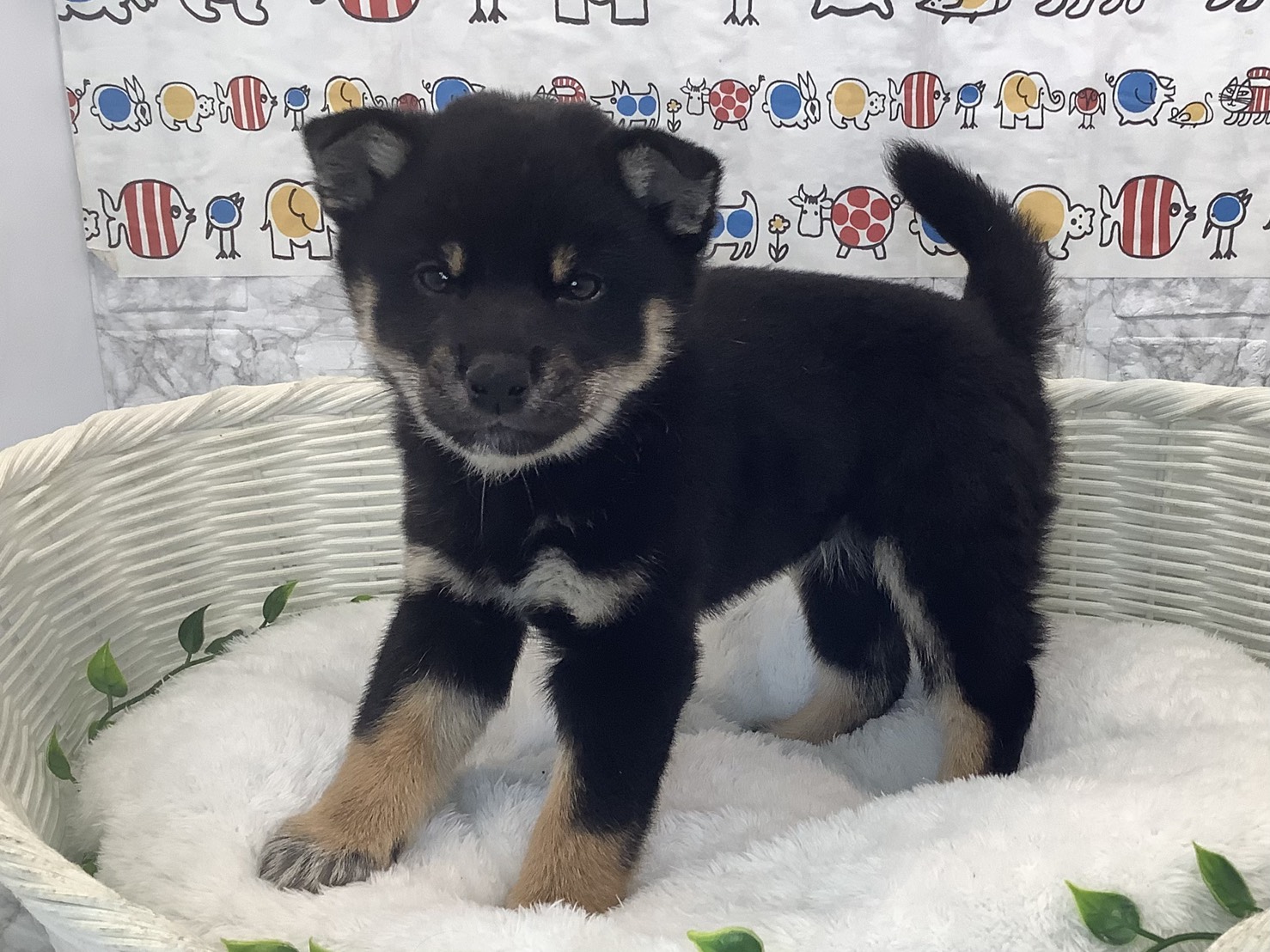 静岡県の柴犬(標準サイズ) (マルエスペットホームアシスト店/2025年9月28日生まれ/男の子/黒)の子犬の3枚目の画像